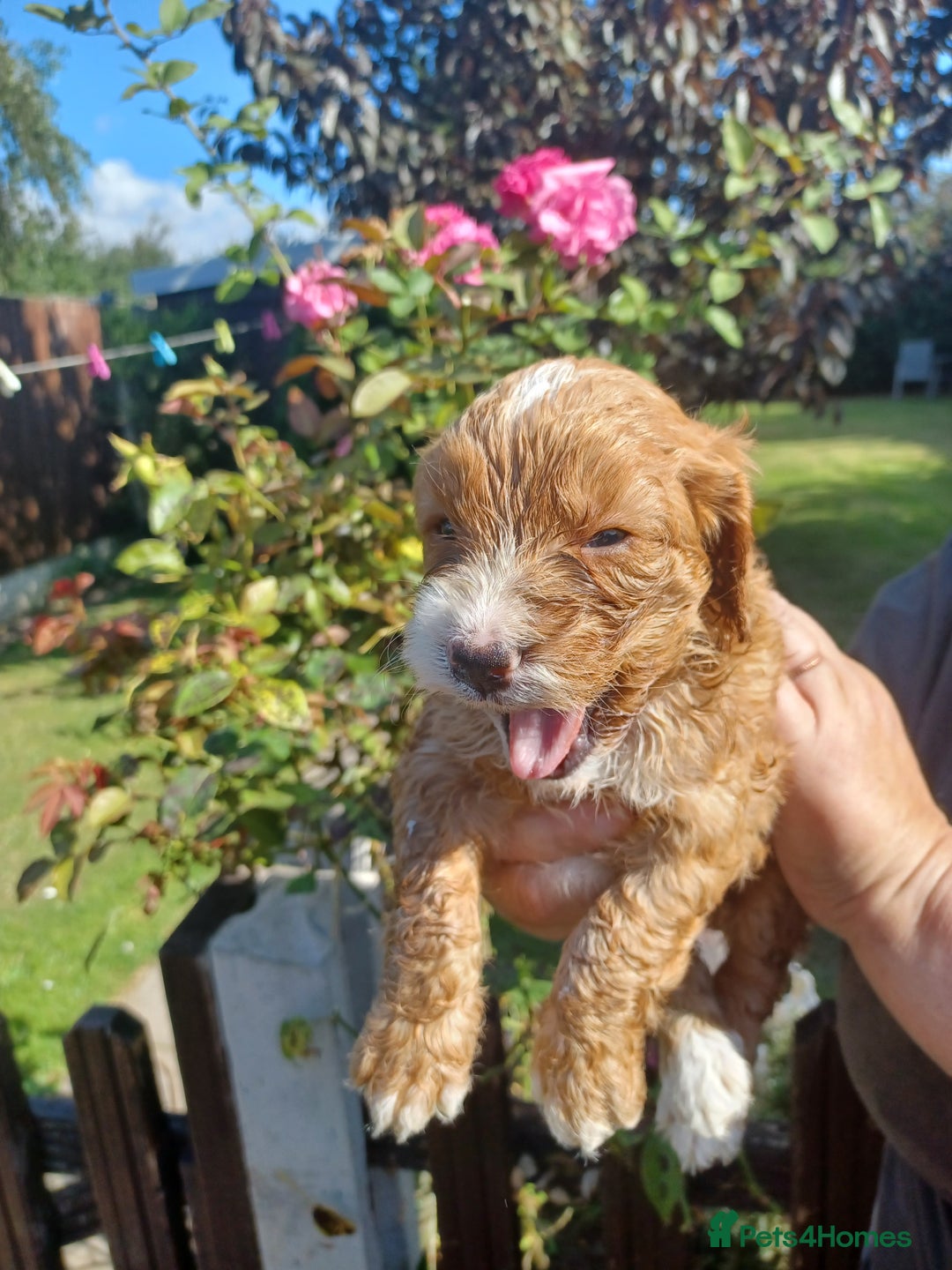 Cockapoo dogs for sale: Last one cockerpoo boy foxred  - Image 11