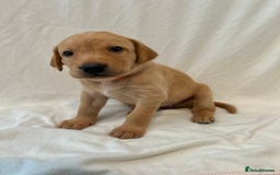 Labrador Retriever dogs for sale: Family/Working bred KC Labradors - Image 20