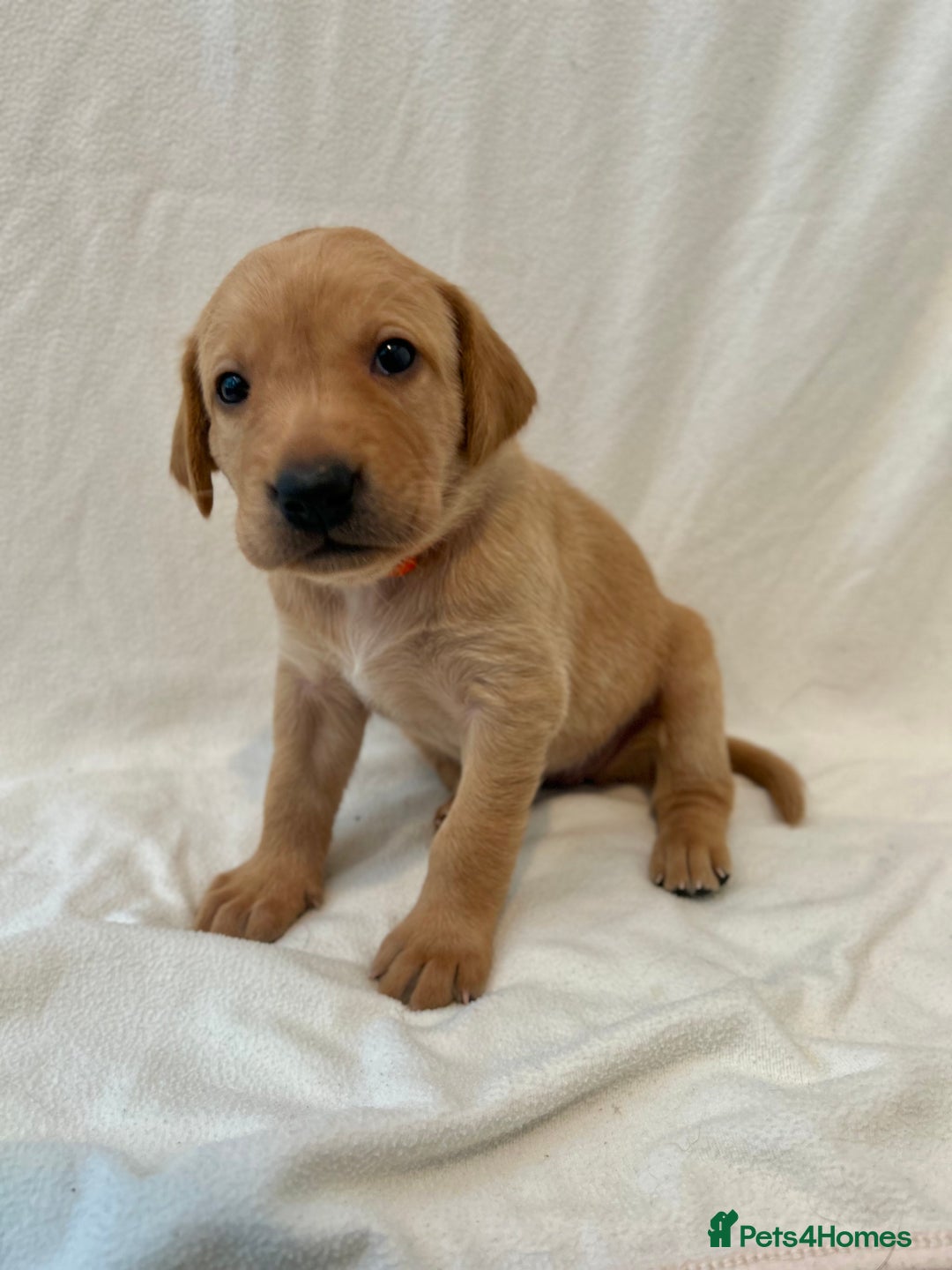 Labrador Retriever dogs for sale: Family/Working bred KC Labradors - Image 20