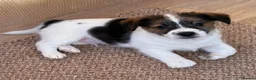 Jack Russell dogs for sale: Traditional short-legged Jack Russell puppy’s!  - Advert 23
