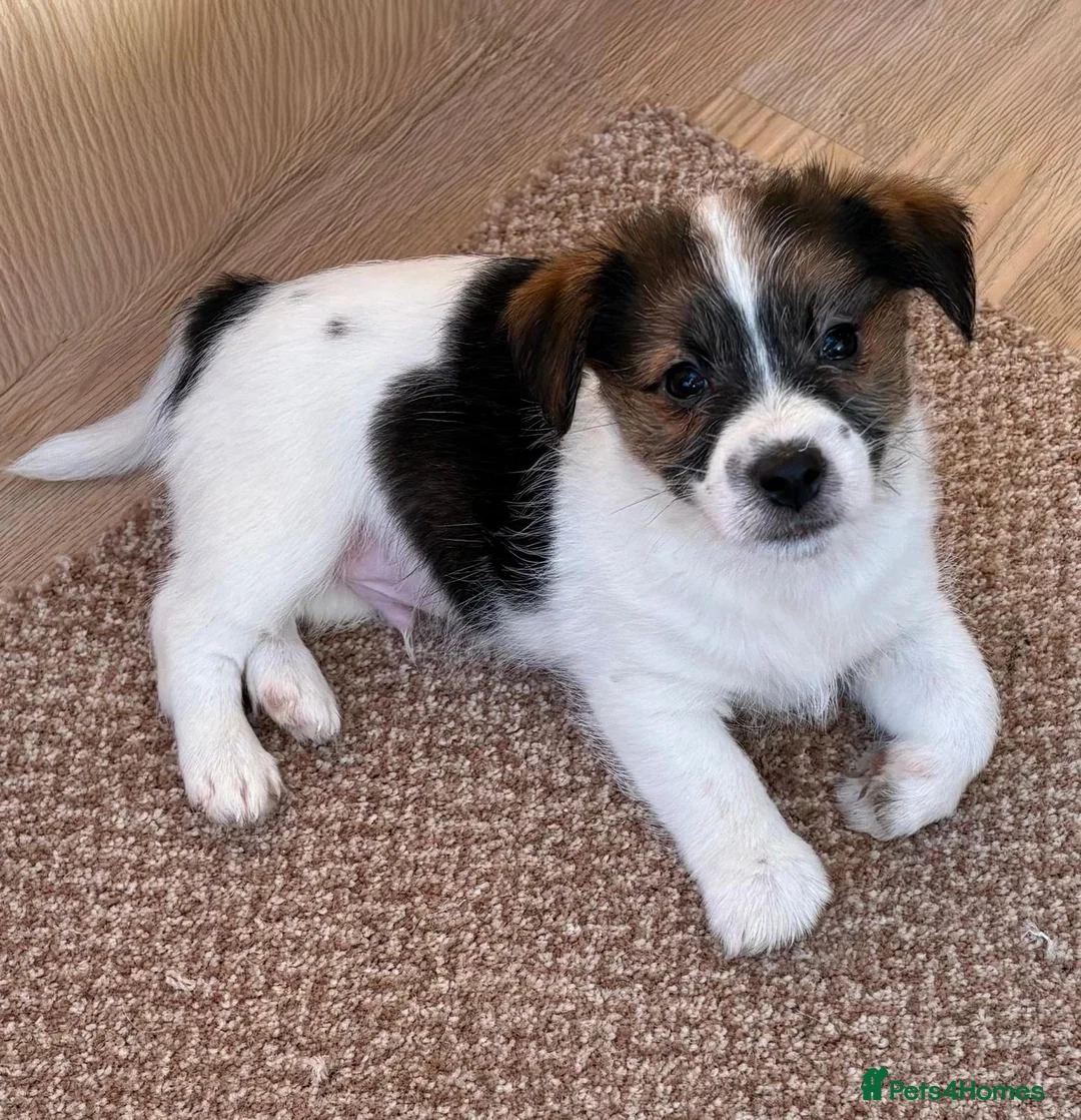 Jack Russell dogs for sale: Traditional short-legged Jack Russell puppy’s!  - Advert 23