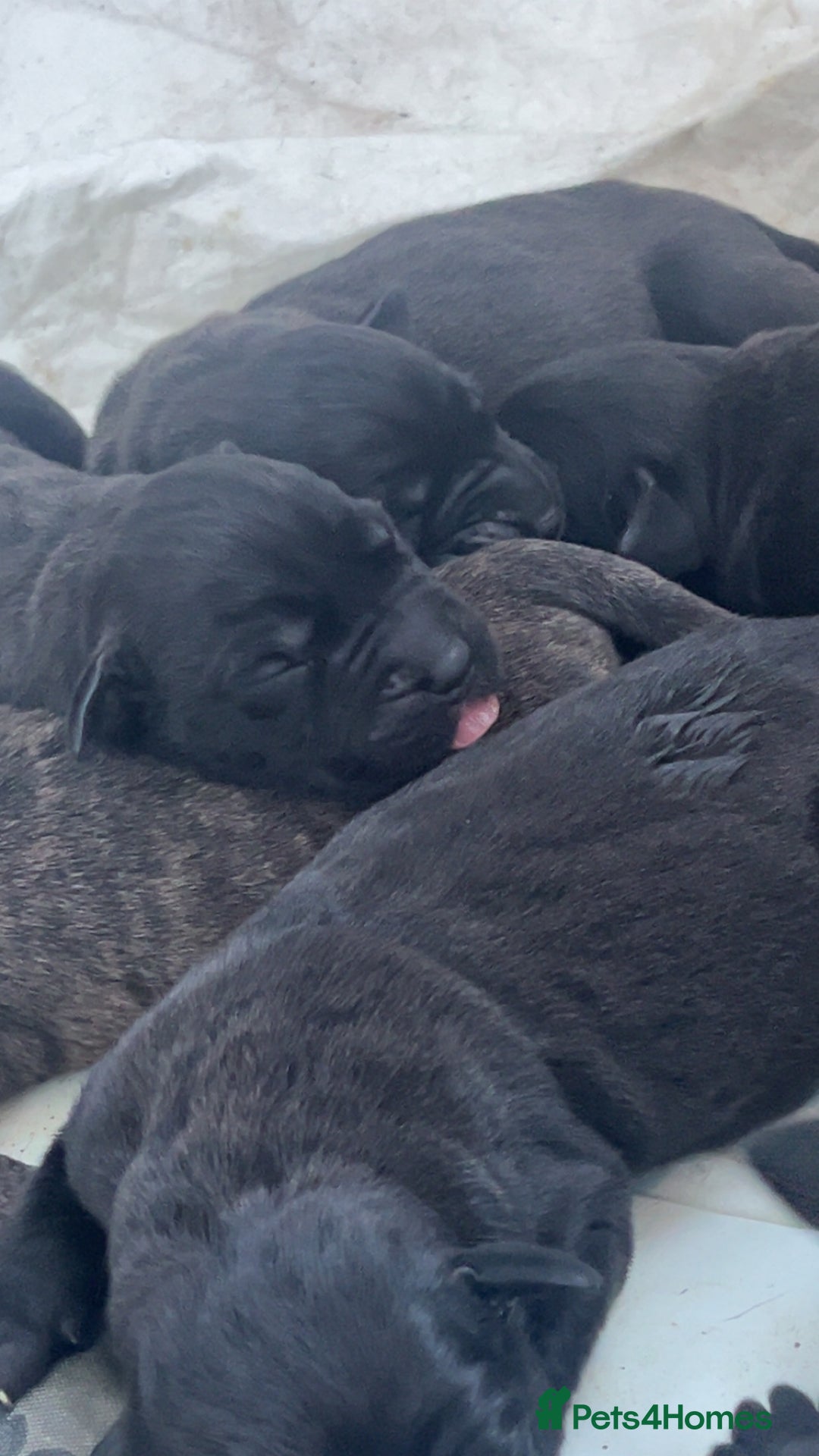 Presa Canario dogs for sale: Presa Canario puppies - Advert 6