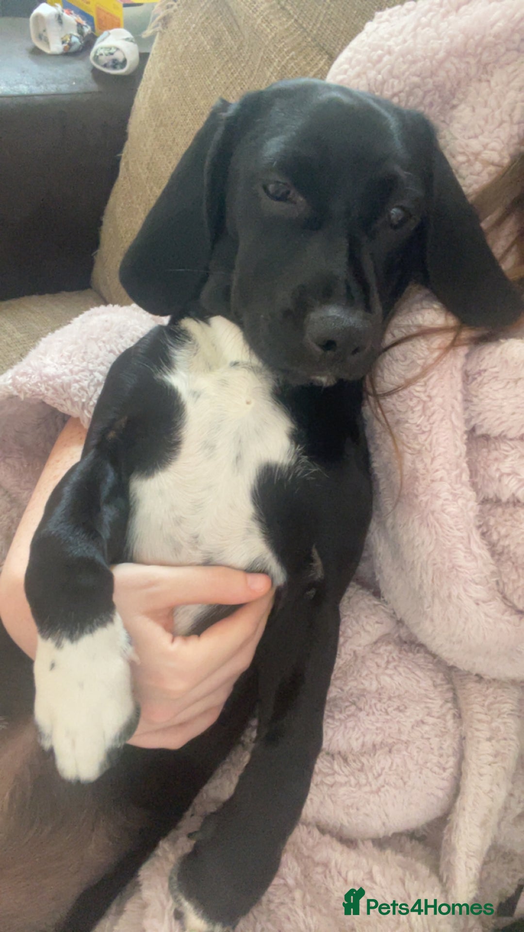 Mixed Breed dogs for sale: Loving home needed - Image 4