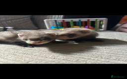 Ferret rodents for sale: Baby ferrets  - Image 11