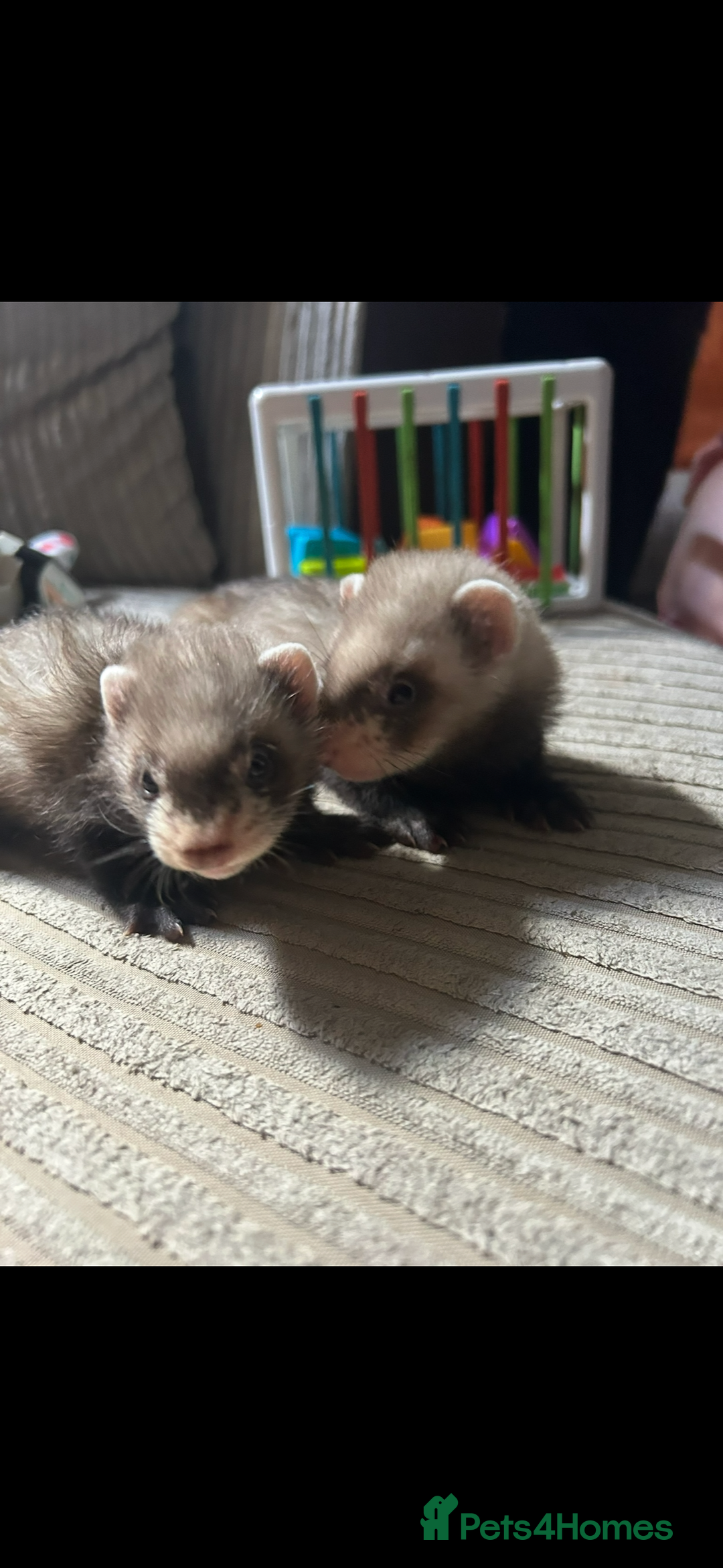 Ferret rodents for sale: Baby ferrets  - Image 11