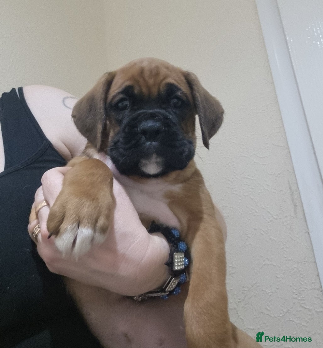 Boxer dogs Boxer puppy - Advert 6