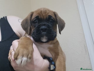 Boxer dogs Boxer puppy - Advert 6