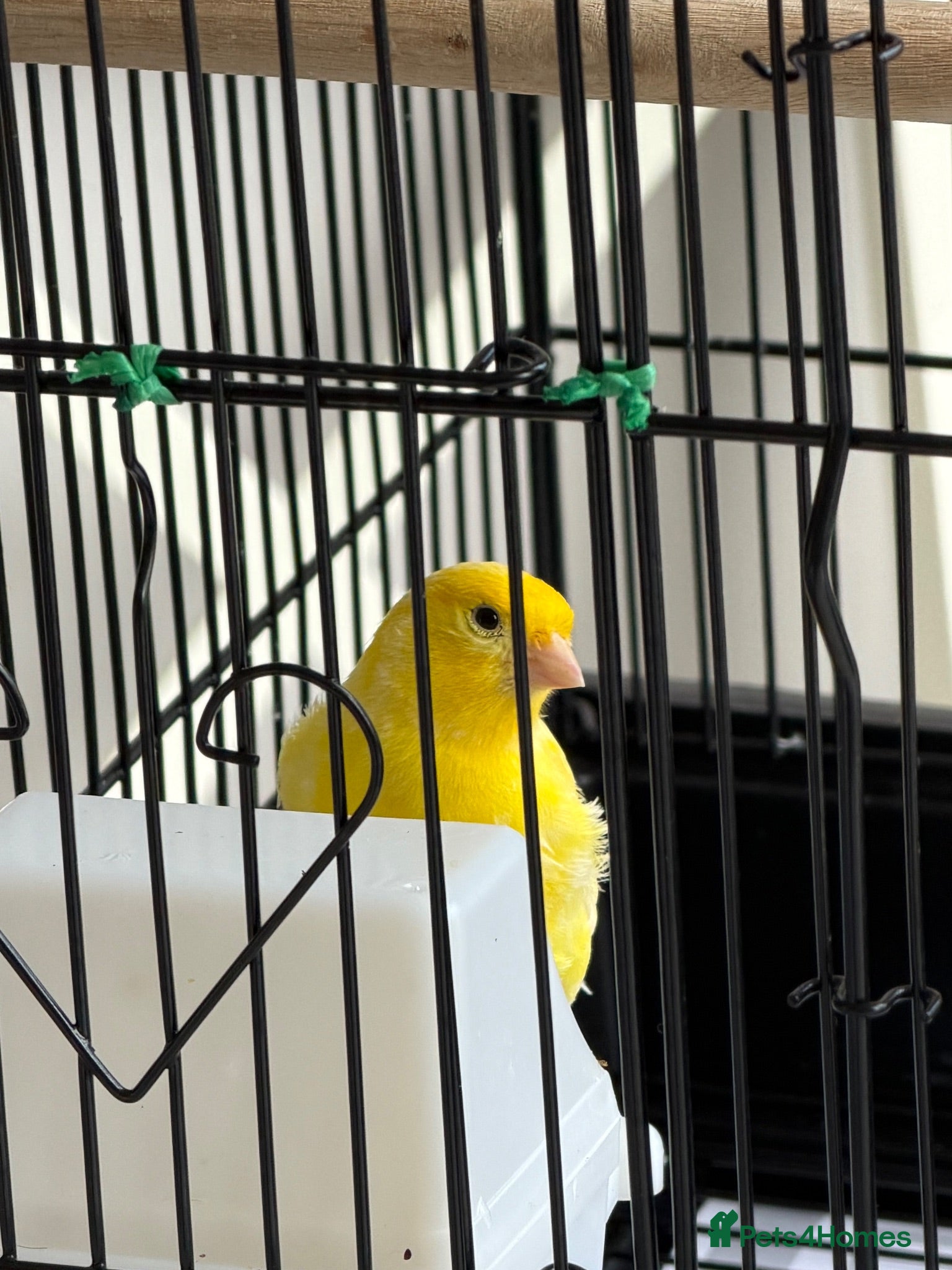 Canaries birds Canary  - Advert 1
