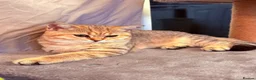 British Shorthair cats for sale: GCCF British Shorthair Golden Shell Girl  Pet Only - Advert 7