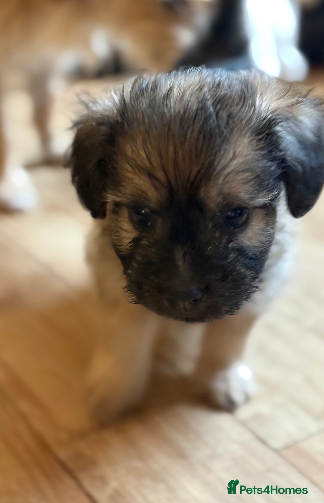 Mixed Breed dogs for sale: Fluffy Frenchie x Jackapoo  - Image 12