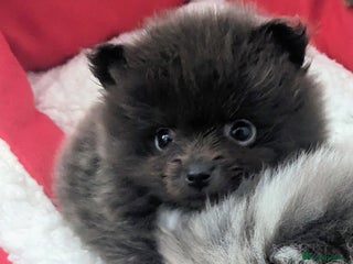 Pomeranian dogs - Advert 12