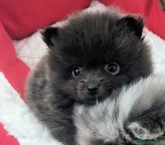 Pomeranian dogs - Advert 1