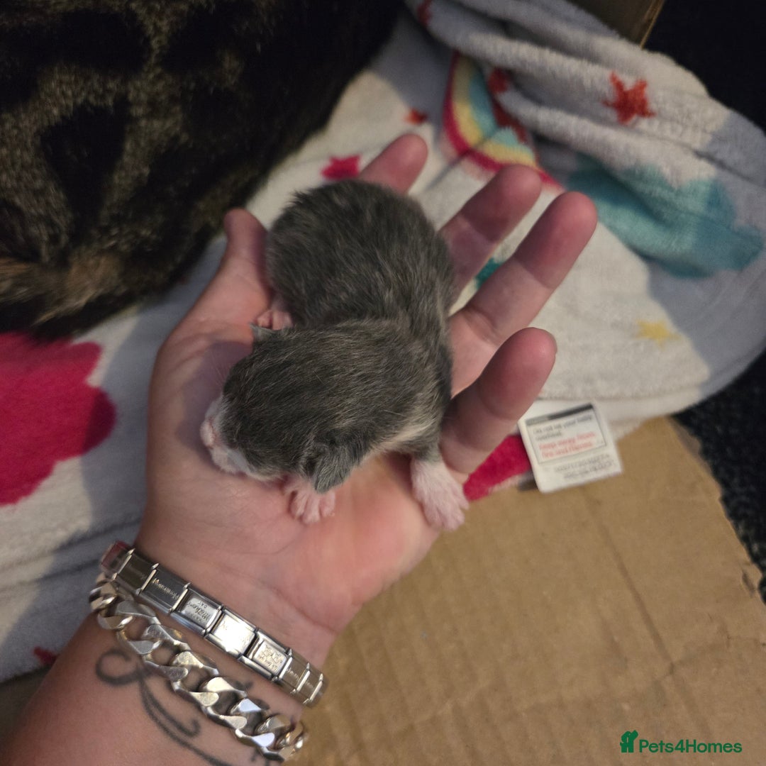 Mixed Breed cats for sale: Mixed kittens  - Image 3