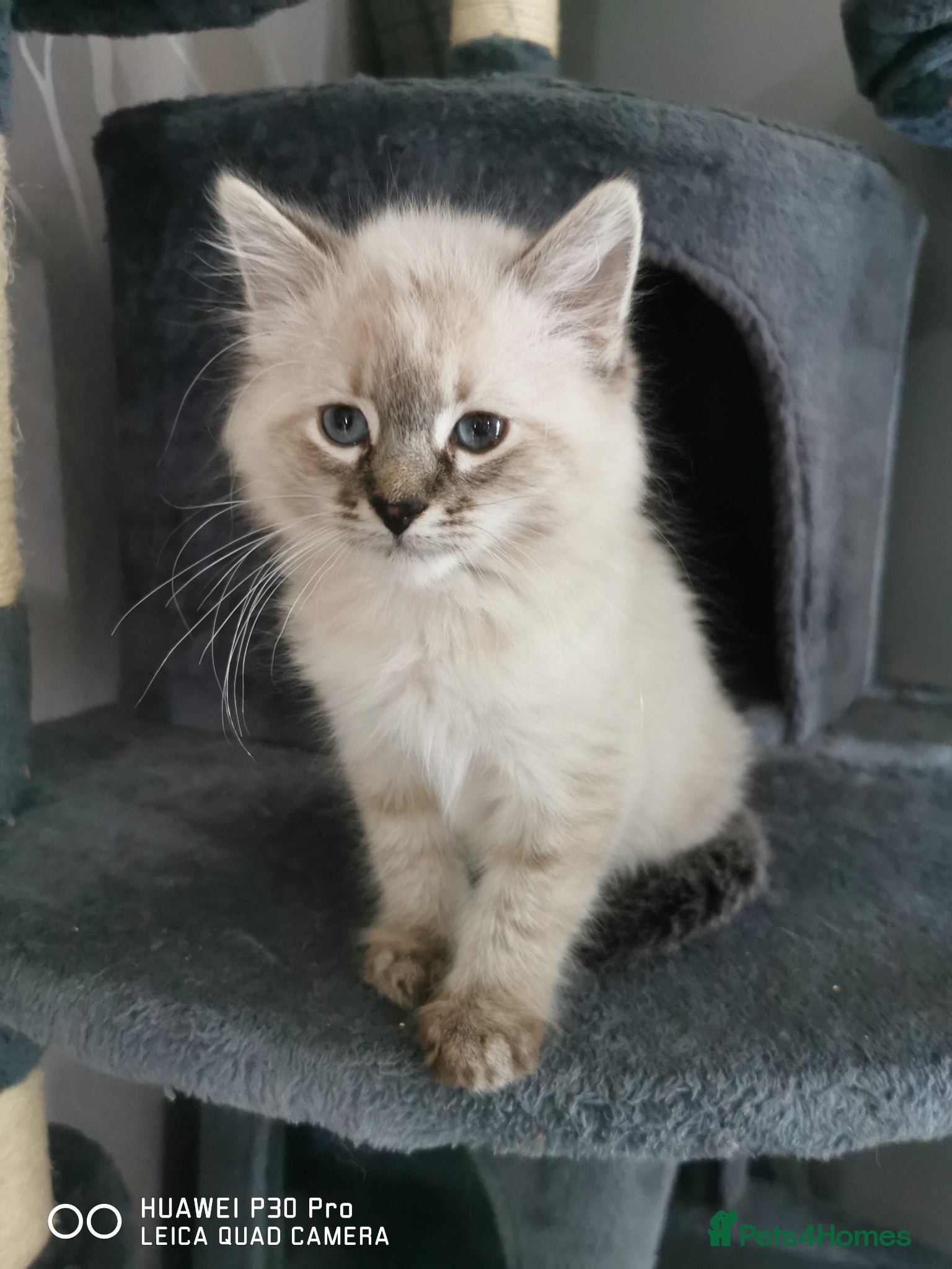 Mixed Breed cats for sale: Ragdoll cross Siamese kittens  - Advert 3