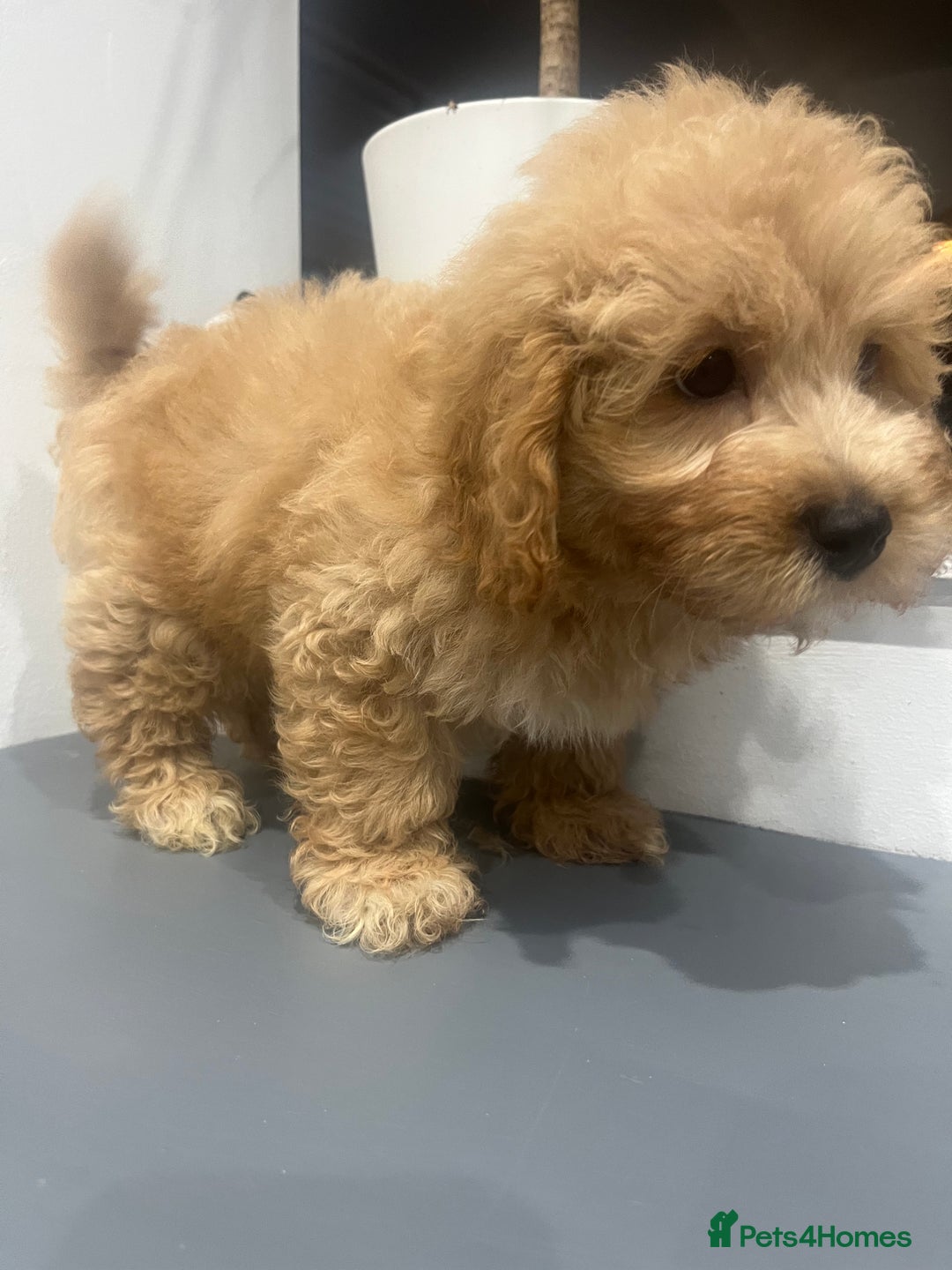 Coton De Tulear dogs for sale: Cotonoodle - Image 26