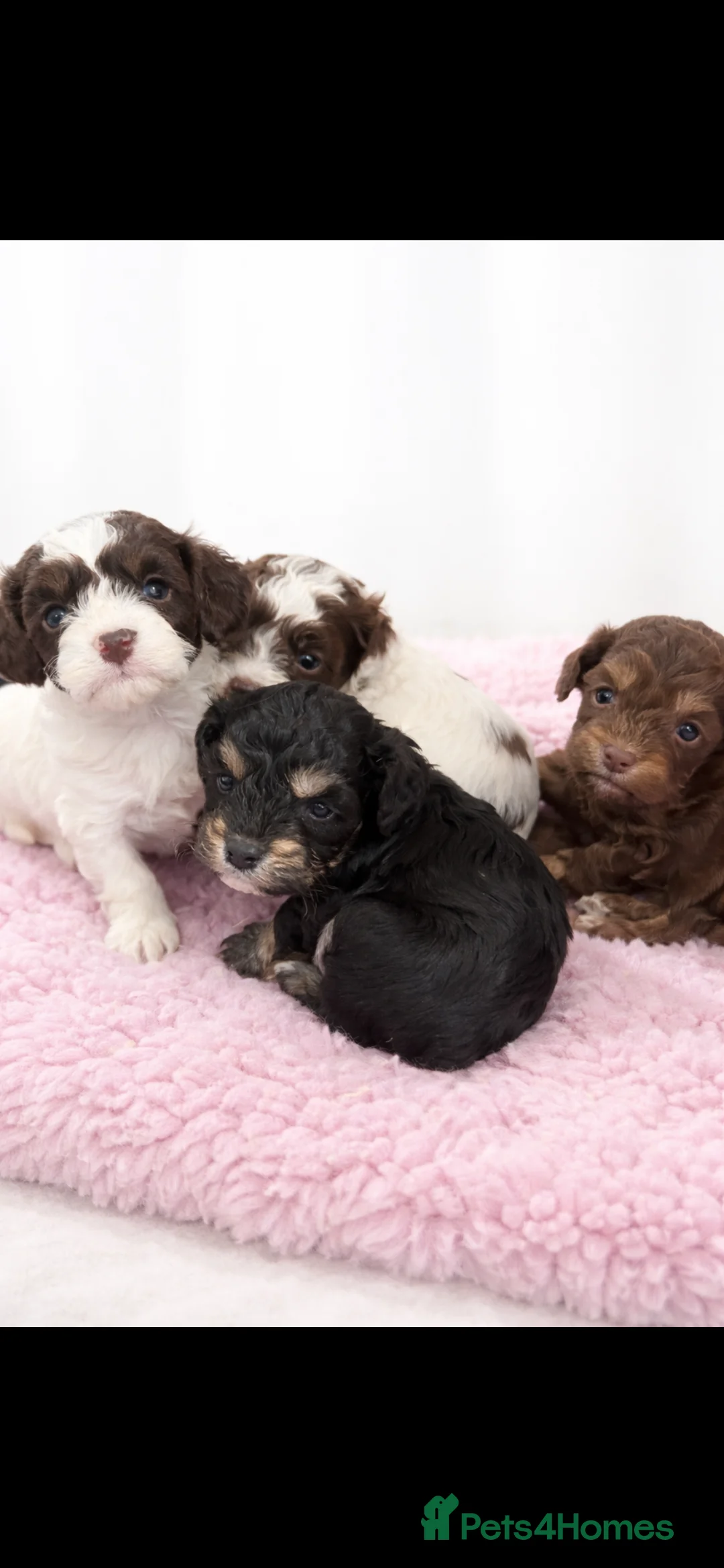 Cavapoo dogs for sale: F1b Cavapoo puppies 🐶 fully health tested  - Advert 4