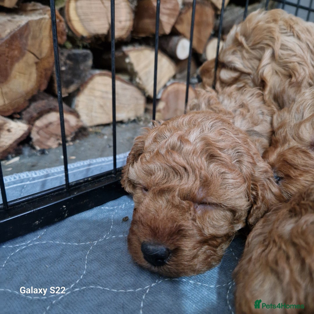 Cockapoo dogs for sale: Cockapoo - Advert 5