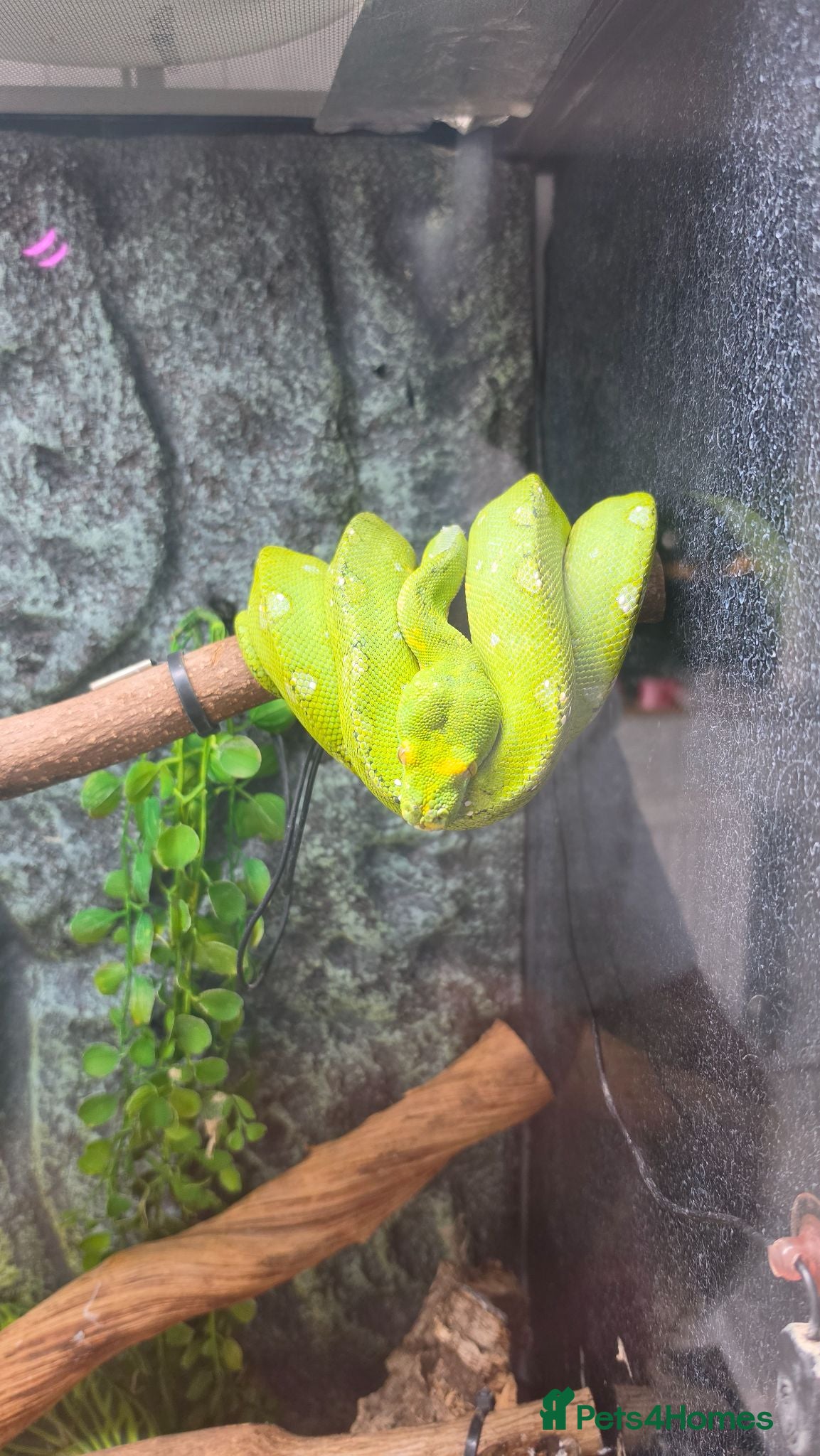 Python Snake reptiles Green tree python  - Advert 3
