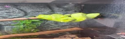 Python Snake reptiles for sale: Green tree python  - Advert 1