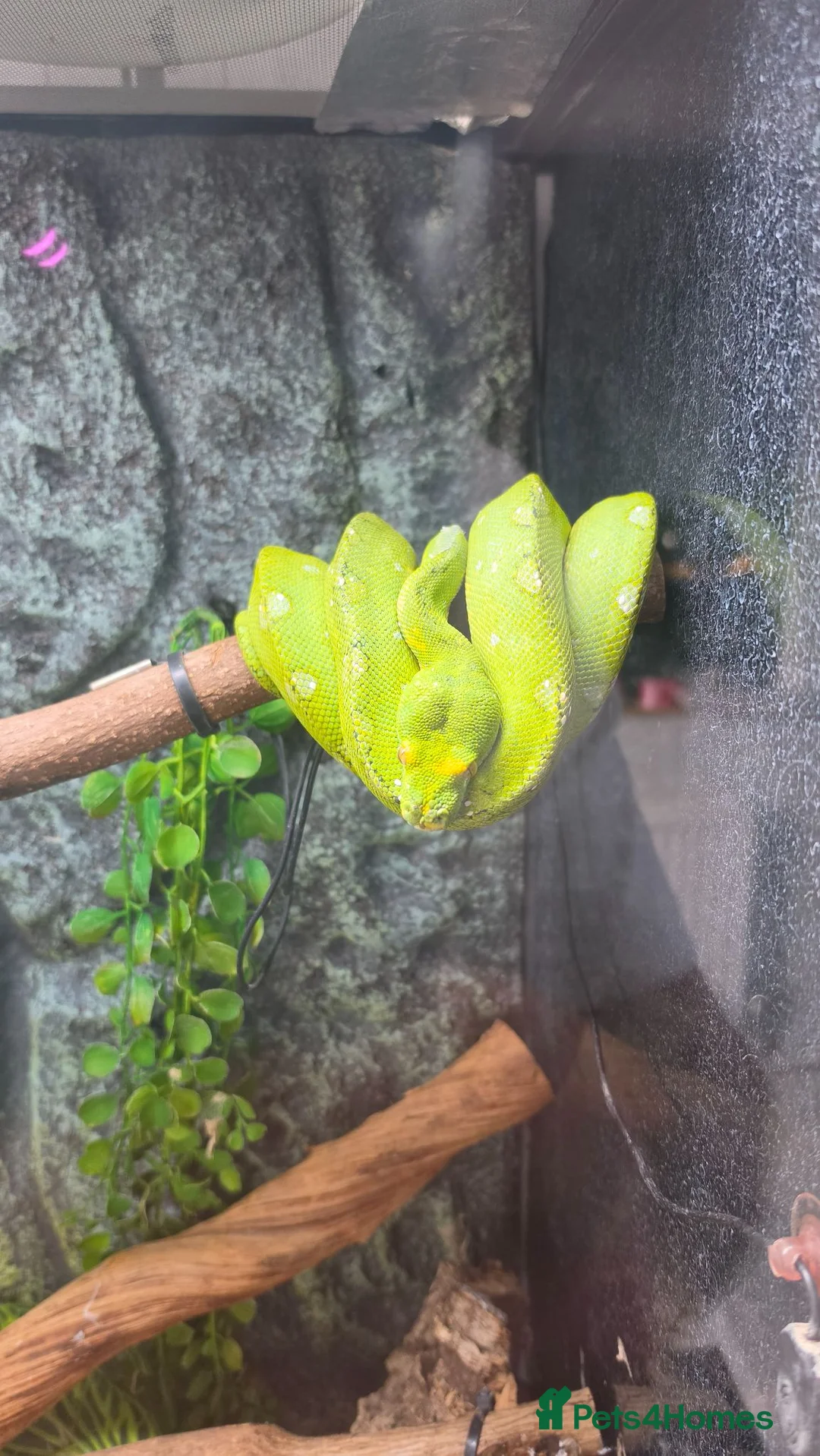 Python Snake reptiles for sale: Green tree python  - Advert 1