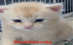 Maine Coon cats for sale: 3 beautiful Maine coon kittens  - Image 7