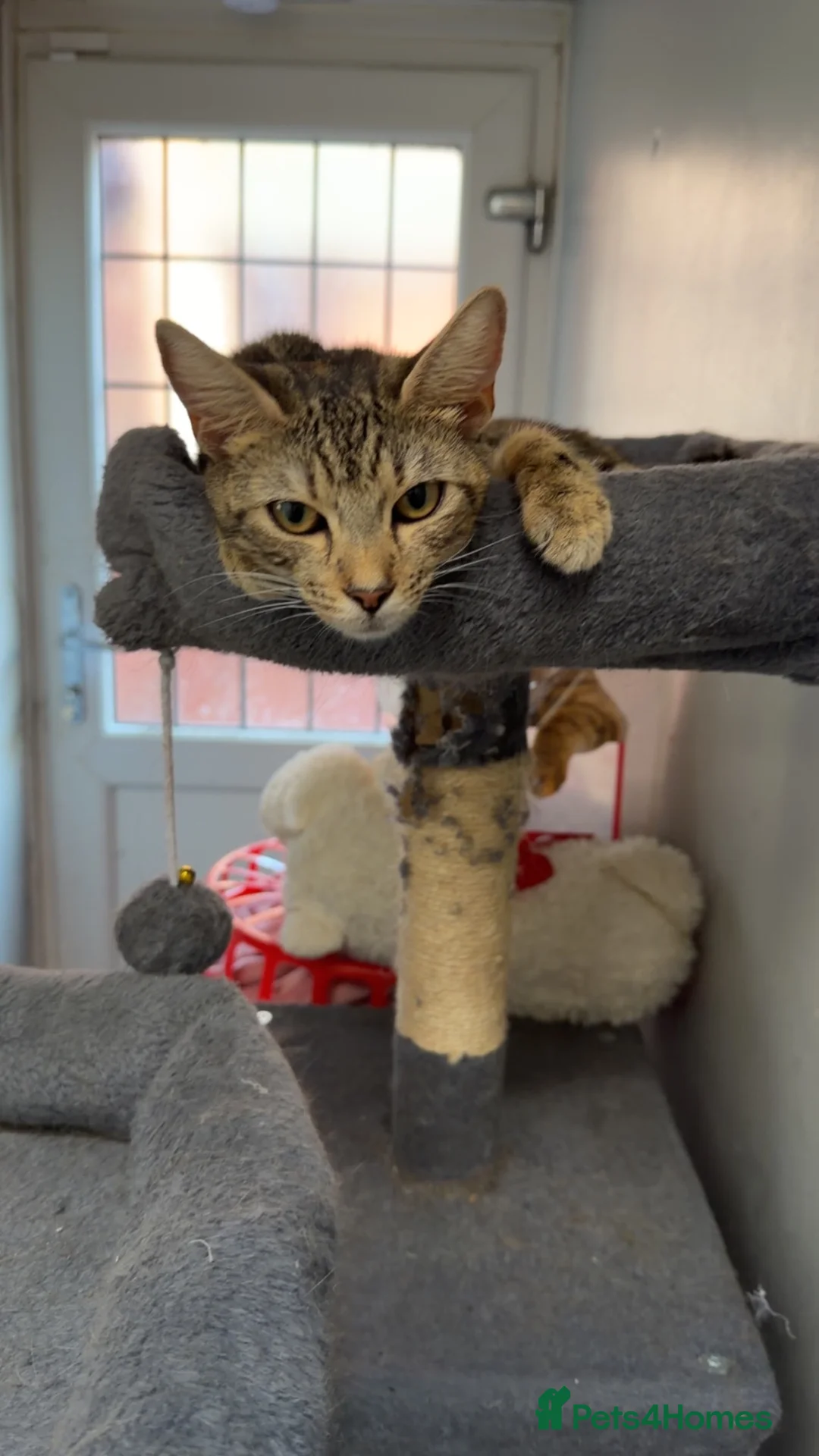 Domestic Shorthair cats for sale: Tabby cat  - Advert 1