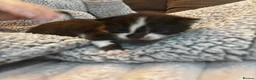 British Shorthair cats for sale: Beautiful British Shorthair Kittens in Westcliff-on-Sea - Advert 11