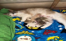 Ragdoll cats for sale: Tica Mink & Sepia Cherubim Ragdoll kittens. 2girls - Image 10