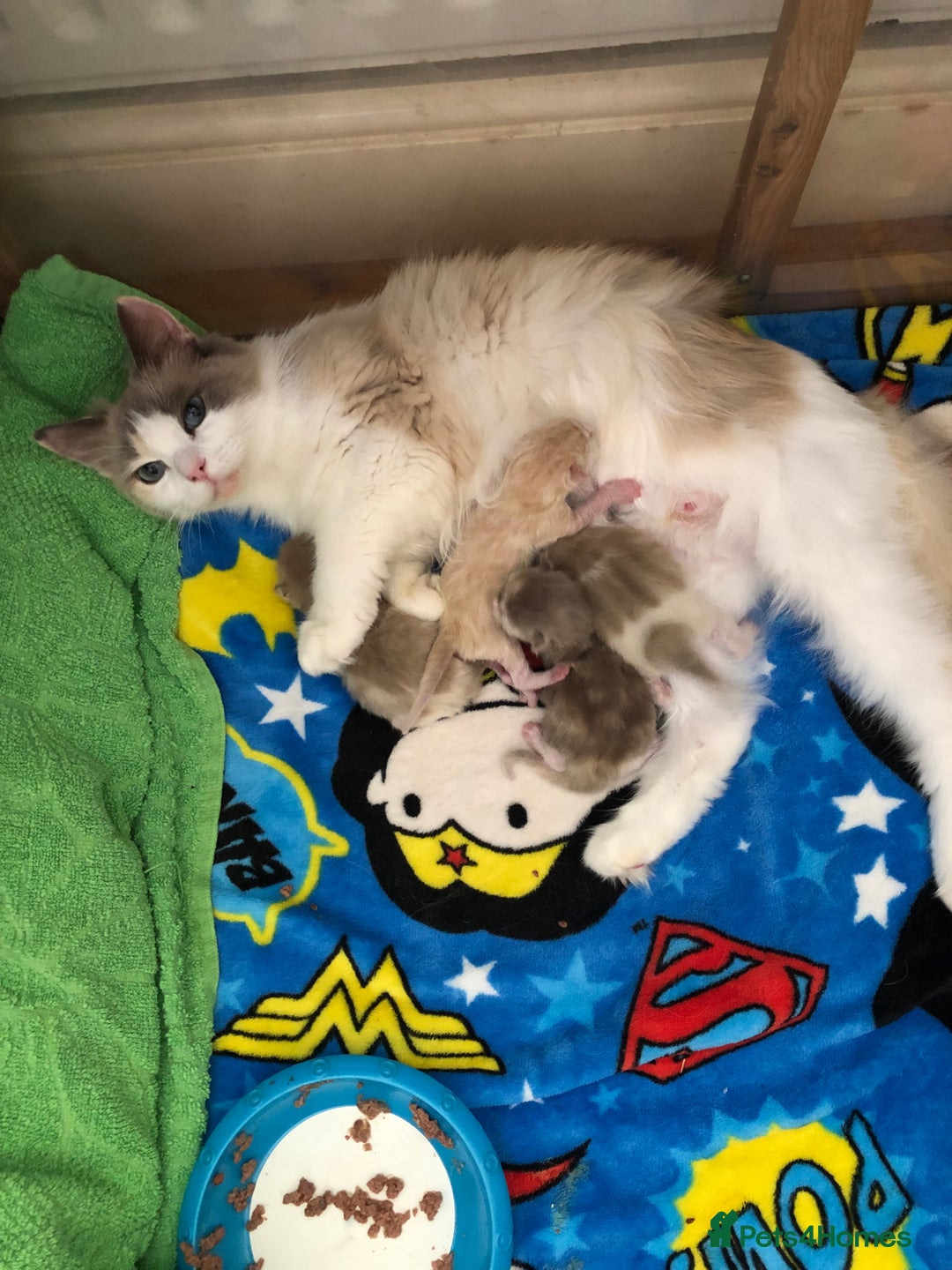 Ragdoll cats for sale: Tica Mink & Sepia Cherubim Ragdoll kittens. 2girls - Image 10