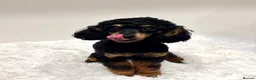 Miniature Poodle dogs for sale: Beautiful rare RKC Phantom Miniature Poodle - Advert 5