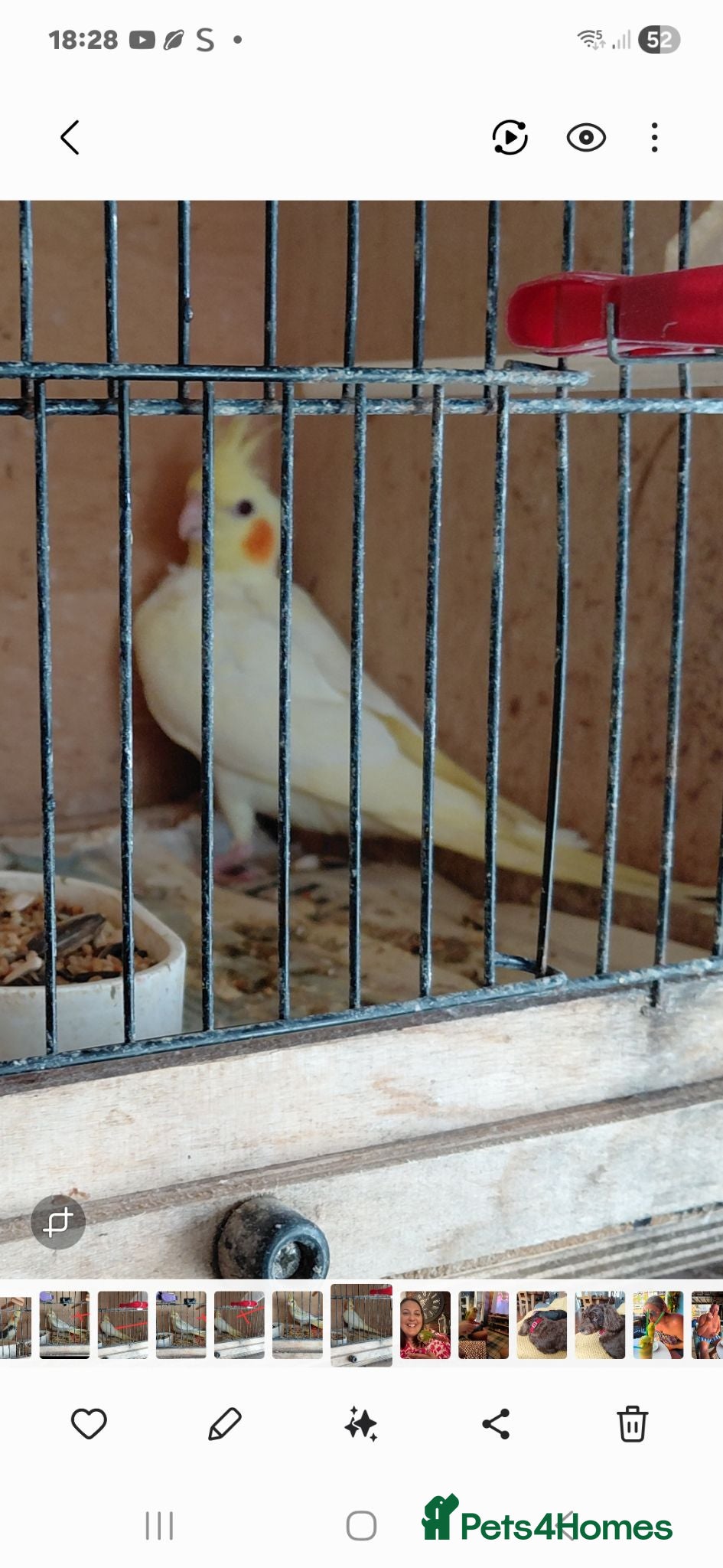 Cockatiels birds YOUNG COCKATIEL FOR SALE  - Advert 5