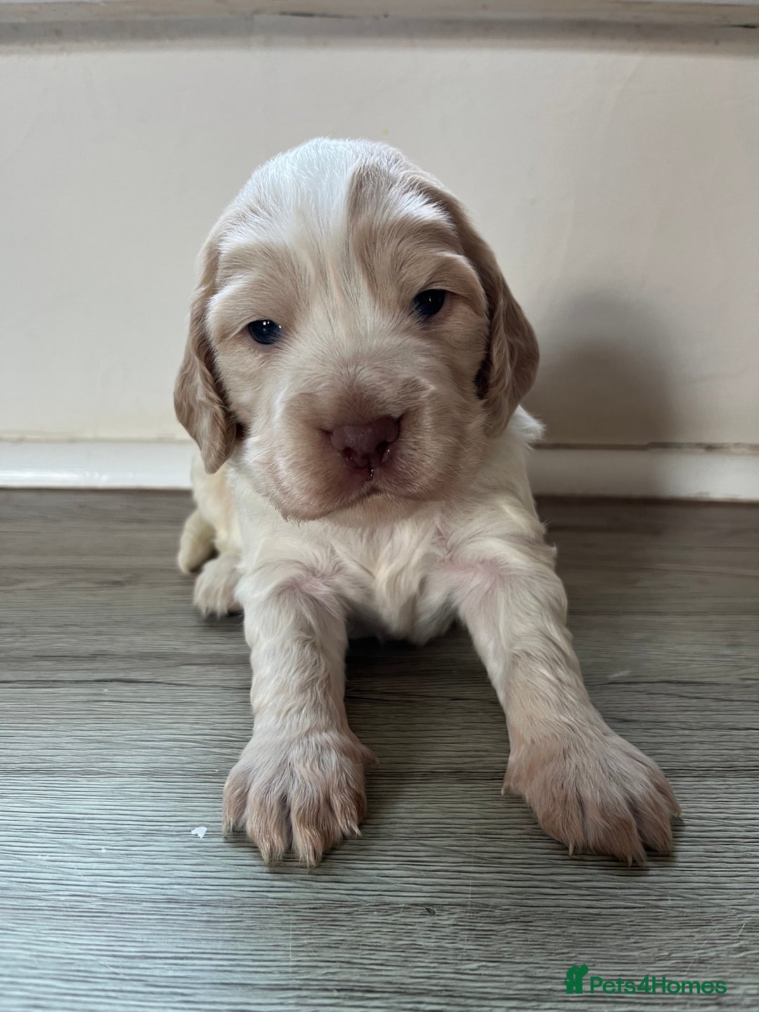 Cocker Spaniel dogs for sale: 3 Stunning Working Cocker Spaniel Boys 🐶  - Advert 3