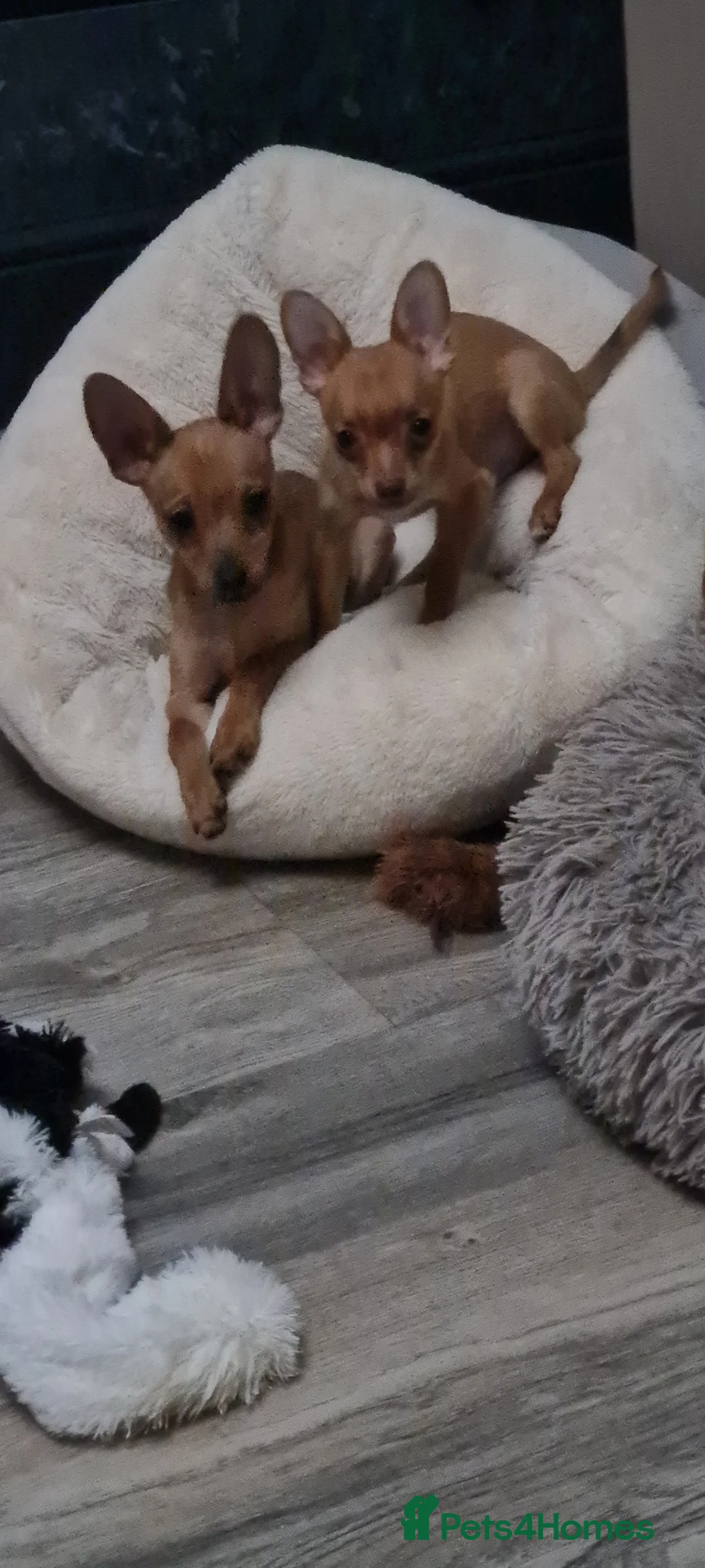 Mixed Breed dogs for sale: Attention... left 2 boys mixed chihuahua for sale - Advert 1