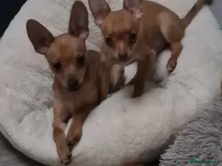 Mixed Breed dogs Attention... left 2 boys mixed chihuahua for sale - Advert 16