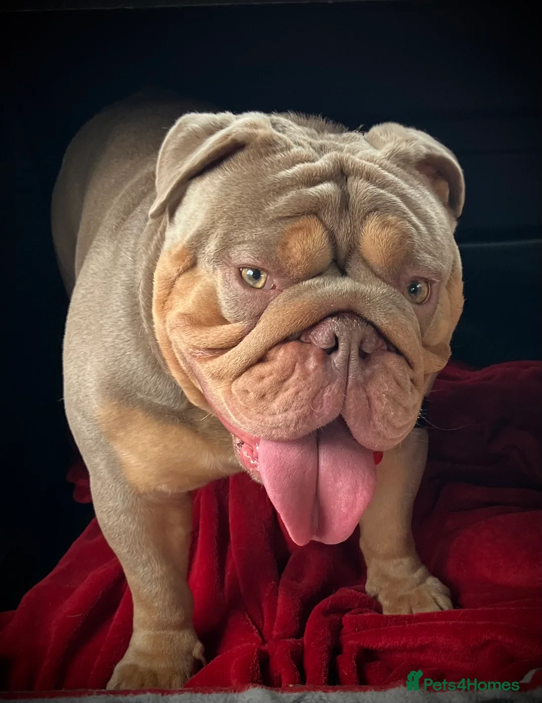 English Bulldog dogs for stud: ⭐️Proven English Bulldog available for stud⭐️ in Solihull - Advert 2