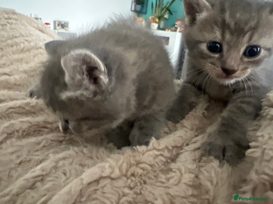 Mixed Breed cats for sale: Grey kittens - Image 1