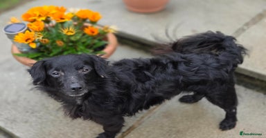 Mixed Breed dogs - Advert 3