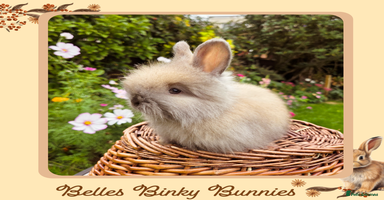 Angora rabbits - Advert 10