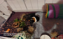 Guinea Pig rodents for sale: Selling two 4 month old male guinea pigs - Image 1