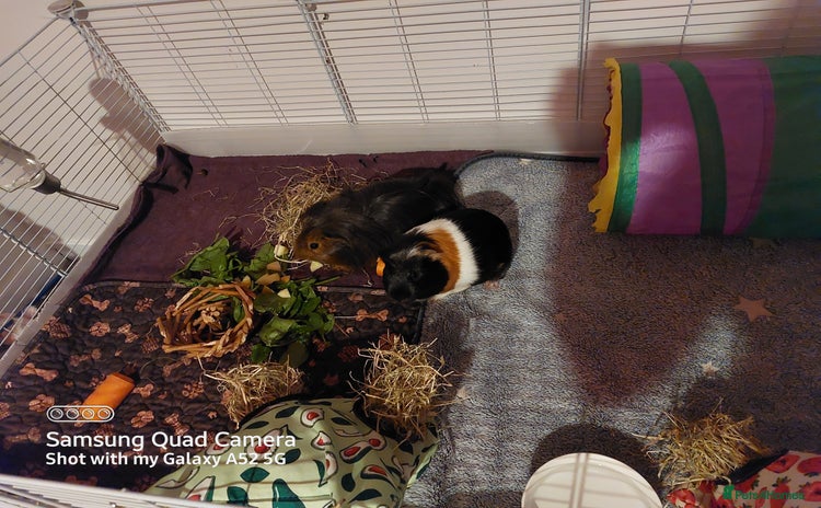 Guinea Pig rodents - Advert 12