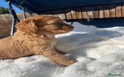 Cavapoo dogs for sale: ⭐️ Black & Tan Female Toy Cavapoo ⭐️ - Image 21