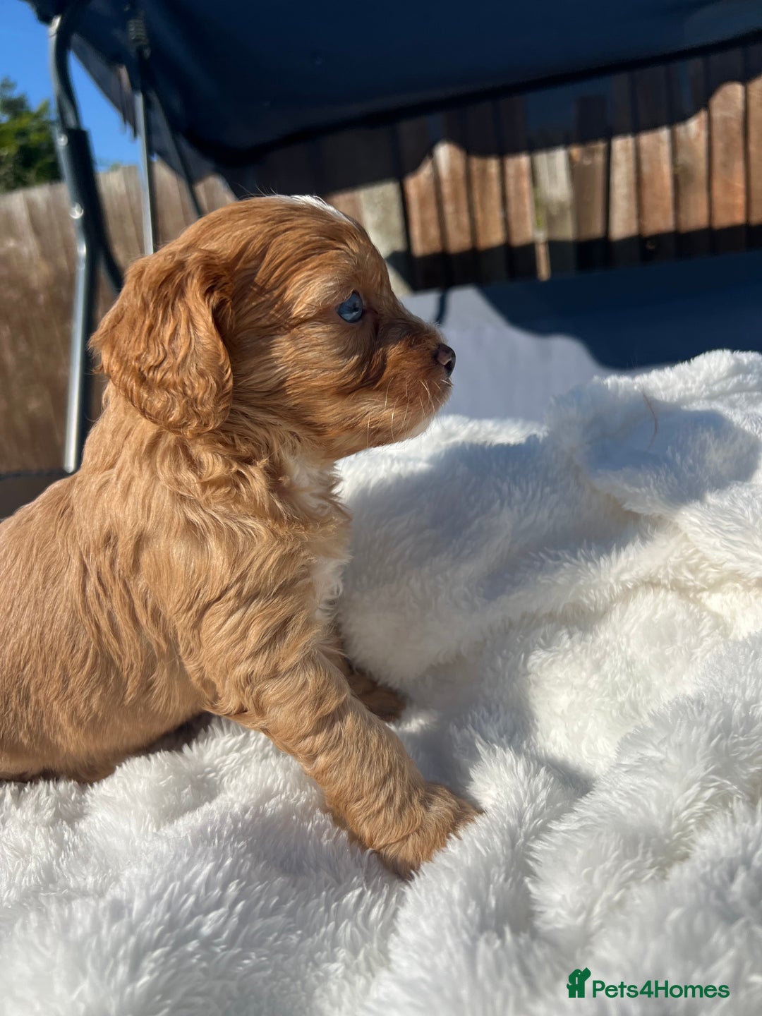 Cavapoo dogs for sale: ⭐️ Black & Tan Female Toy Cavapoo ⭐️ - Image 21