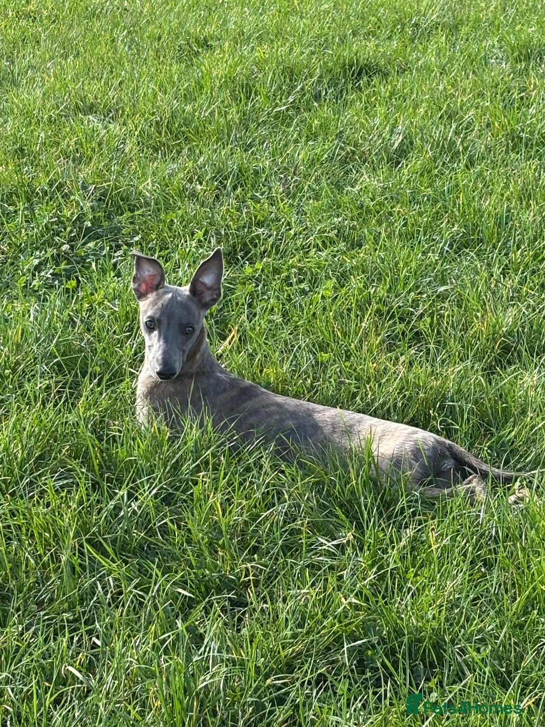 Whippet dogs for sale: Loving Brindle KC Reg Whippet boy - Image 10