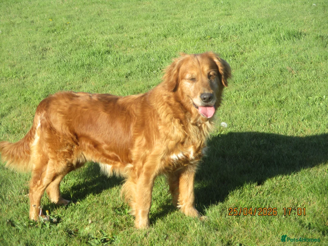 Golden Retriever dogs for sale: golden retriever x breeding queen - Advert 2