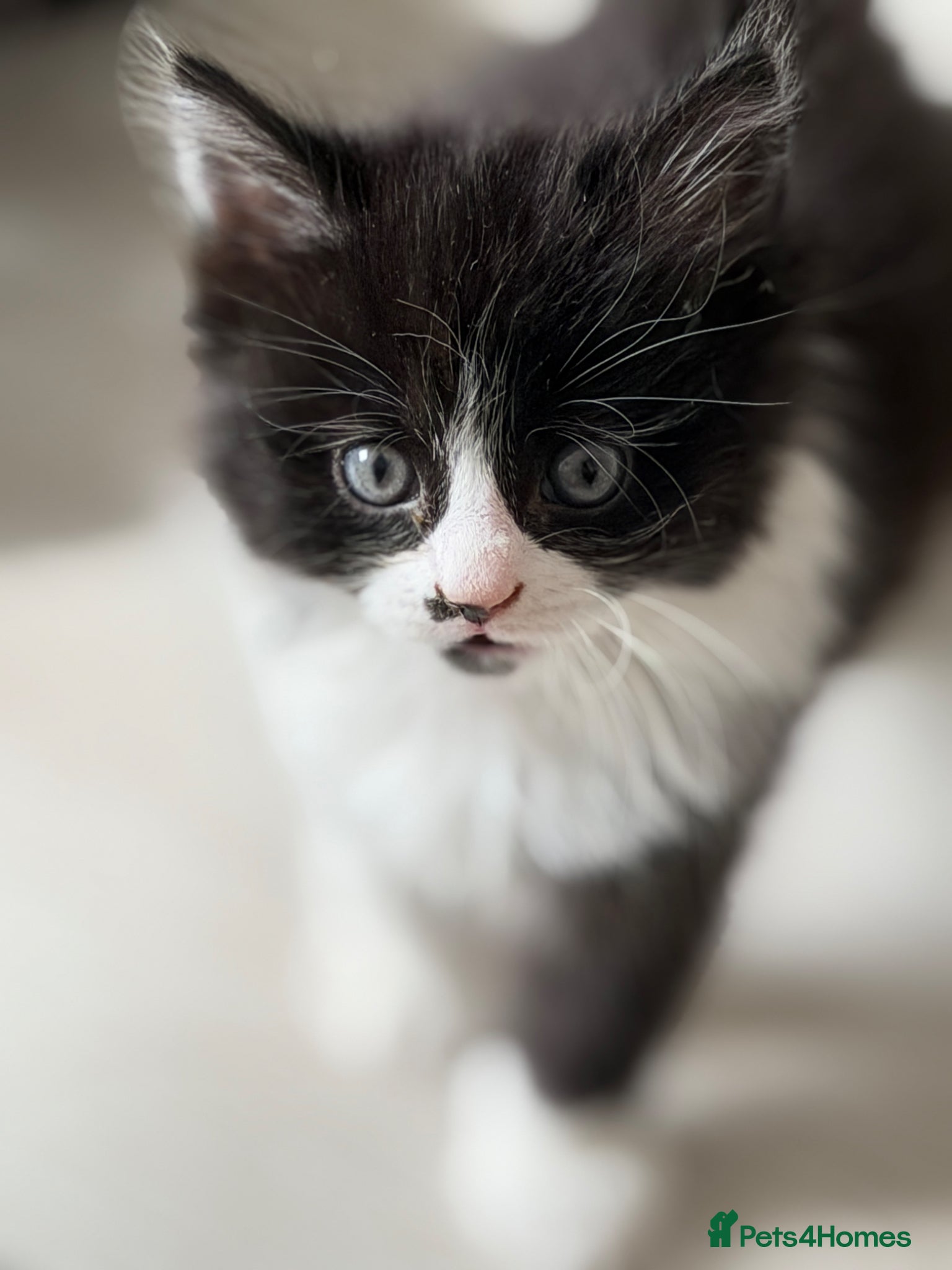 British Shorthair cats Stunning British Tabby Kittens – Ready April 4th - Advert 1