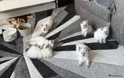 Ragdoll cats for sale: Stunning bluepoint Ragdoll kittens - Image 37