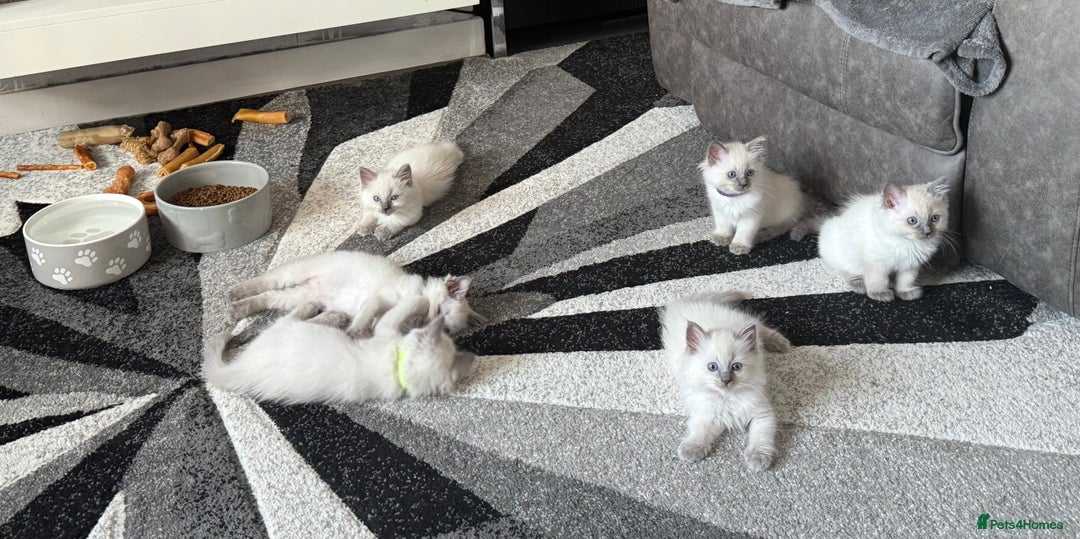 Ragdoll cats for sale: Stunning bluepoint Ragdoll kittens - Image 37