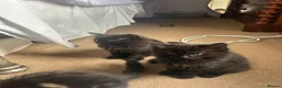 Mixed Breed cats for sale: Four kittens looking for good homes! in Edinburgh - Advert 5
