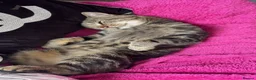 European cats for sale: Tabby cat for sale  - Advert 4