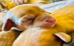 Mixed Breed dogs for sale: Beautiful Dachshunds for sale  - Image 3